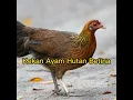 Lagu Suara Pikat Betina Ayam Hutan || Kekekan Ayam hutan Betina