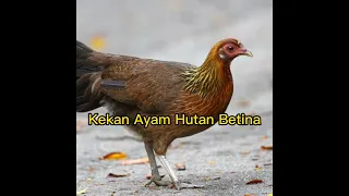 Download Suara Pikat Betina Ayam Hutan || Kekekan Ayam hutan Betina MP3