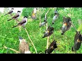 Download Lagu emang boleh setegang ini !! mikat burung KUTILANG liar auto raih banyak tropy