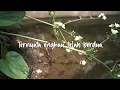 Pance Pondaag - Kau Telah Berdua (Official Lyric Video)