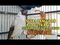 Download Lagu Suara Burung Kutilang Gacor ASLI Tanpa isian, Ampuh untuk Pikat Kutilang bikin kutilang Ribut gacor