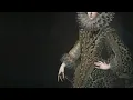 Baroque Music Selection (Geminiani, Jacquet de la Guerre, Quantz...)