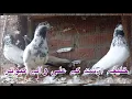 Download Lagu خلیفہ ارشد کے علی والے کبوتر  | Mohsin Naqvi : 🇵🇰+92 321 6126212🇵🇰