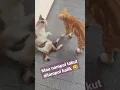 ketika kucing oren mau ditampol #kucinglucu #kucingoren