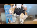 Download Lagu A scary dog ​​that didn't show any signs of having a broken tooth.................
