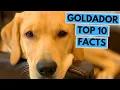 Goldador - TOP 10 Interesting Facts