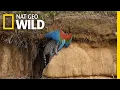 Download Lagu Saksikan Kucing Liar Menyerang Burung Beo dalam Video Langka | Nat Geo Wild