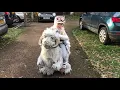 Star Wars Empire Strikes Back Tauntaun Luke Skywalker Cosplay