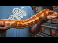 the MISUNDERSTOOD Blood Python