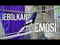 Download Lagu PANCINGAN AMPUH UNTUK JEBOLKAN EMOSI KACERMU !! PANCINGAN KACER GACOR PASTI NYAUT.