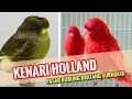 Download Lagu Kenari Holland Asli di Pasar Burung Bratang Surabaya