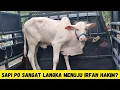 Download Lagu Terjual Ke Setia Farm‼️Buat Aa Irfan Hakim?|Sapi PO Kebumen Warna Unik \u0026 Langka