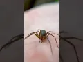 How DEADLY Is The BROWN RECLUSE REALLY