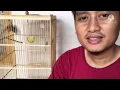 Download Lagu Menghilangkan Lemak Pada Burung Sanger