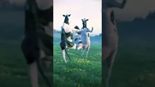 عبودي بودي بودي   دندنها