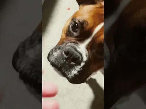 Attention seeker #dogs #pitbull #boxer