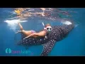 Download Lagu Bikini Models Swim with Whale Sharks in Oslob Cebu Philippines [HD]