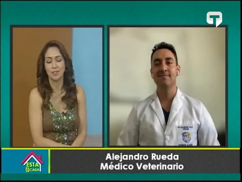 Cirugías laparoscópicas para mascotas en Ecuador