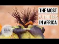 Download Lagu Foul-smelling Irises and Giant Scorpions of Namaqualand