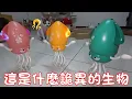 Download Lagu 貓咪小短篇-傻眼貓咪...這是什麼詭異的生物？