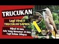 Download Lagu 🔴SUARA BURUNG TRUCUKAN NGEBREN || KONDISI TRUCUK APAPUN IKUT BUNYI NGOTOOT!!!