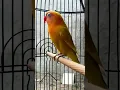 Download Lagu Pancingan  Jitu Lovebird jantan Ngetik Lanjut ngekek .