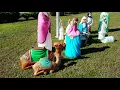 Giant blow mold nativity Tallest Wiseman is near 5 feet