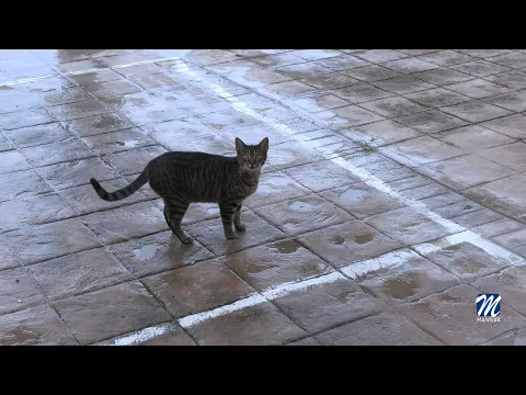 YouTube player
