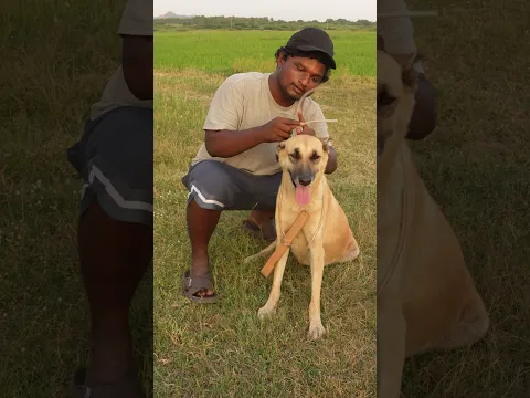 Special Tool for Animals in China!