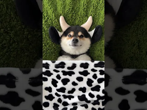 ASMR - Manyu's Little Cow SPA | A Cozy Green Escape