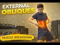 External Oblique In Depth Anatomy Function and Training Techniques