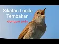 MASTERAN BURUNG || SIKATAN LONDO TEMBAKAN DENGAN JEDA