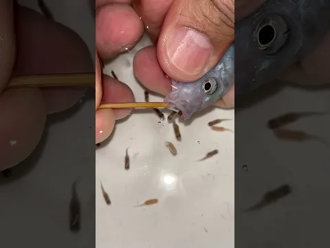 💙🐟 BLUE FISH GIVING BIRTH! 😱 You Won’t Believe How Many Babies She Had! 👶🐟✨