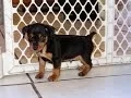 Miniature Pinscher Puppies Dogs For Sale In Birmingham Alabama AL 19Breeders Huntsville