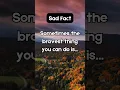 Download Lagu Sometimes the bravest thing you can do is… | Sad Fact #shorts #facts
