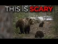 15 Terrifying Animals in Alaska That Even Locals Are Afraid Of