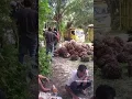 Download Lagu buah sawit terjatuh dari bak mobil truk