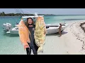 Download Lagu Spearfishing Hog Fish \u0026 Grouper for dinner in the Bahamas!
