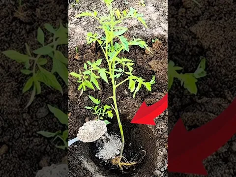 Do this before you transplant your tomato’s #gardentips #gardening #gardeningtrends #diygardening