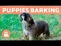 The Best PUPPIES BARKING COMPILATION Cute and Adorable Puppy Barks