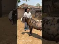 Lagu 140+ Kg के Goats #shorts #sandhuagrofarm