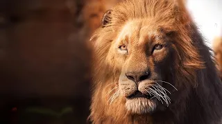 شبل صغير يضيع في غابة مليئة بالاشرار ولما يكبر يصبح اشرس ملوك الغابة 