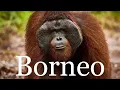 Lagu Orangutans in Tanjung Puting National Park - Borneo
