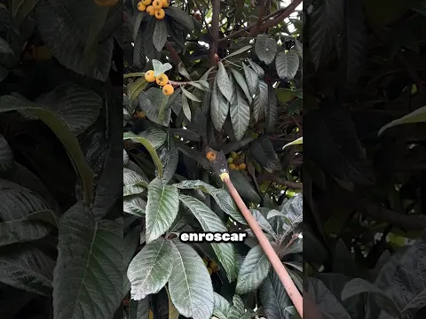 Así Recogerás Frutas Sin Subirte 🌳