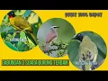 Download Lagu 🔴kutilang emas, Cerukcuk, kutilang sutra || Gabungan Mp3.|| Inspirasi