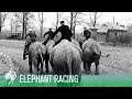 Download Lagu Elephants Reach Tusk Speeds In Racing | Sporting History