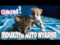 Download Lagu SUARA ANAK KUCING MEMANGGIL IBUNYA MINTA SUSU - Kitten Meowing