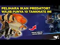 Download Lagu 10 TANKMATE UNTUK IKAN PREDATOR SUPAYA TANK LEBIH RAME DAN BERSIH