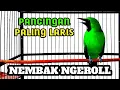 Download Lagu Masteran cucak ijo full isian menaikan emosi dan tembak an panjang bongkar materi #cucakijo