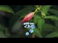 雨の物語 2002ver 　イルカ　Amenomonogatari Iruka